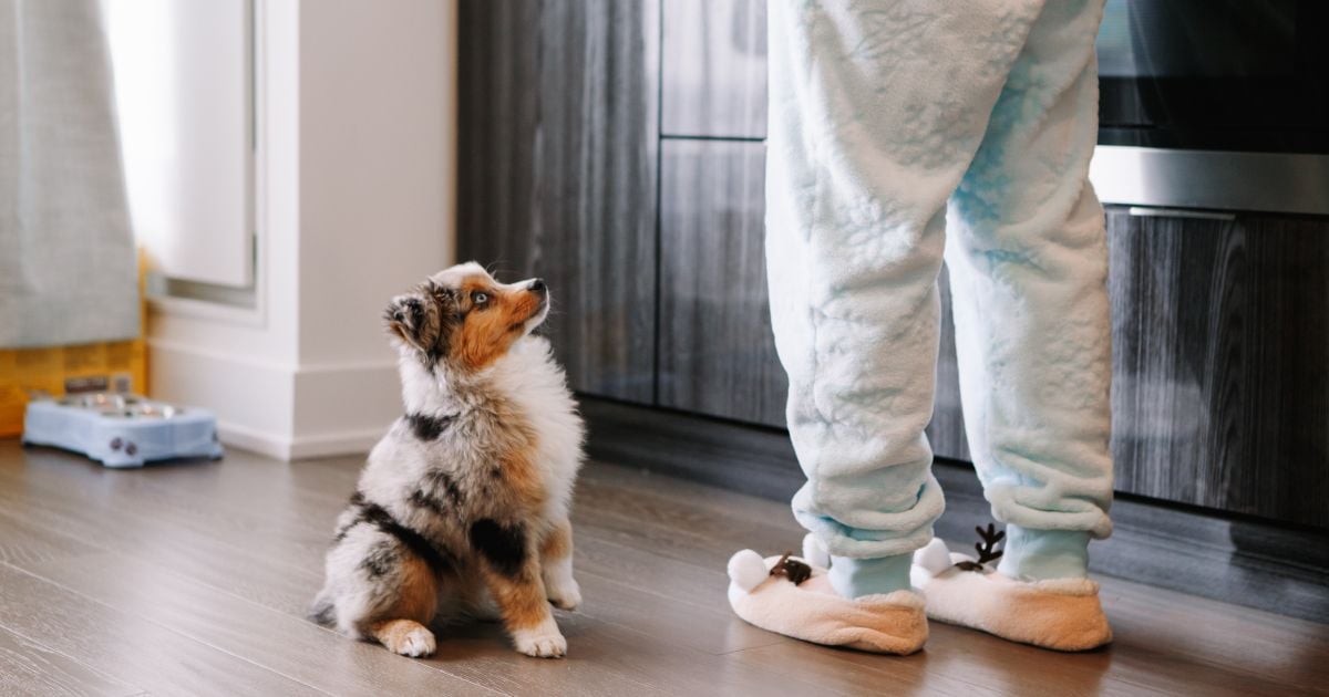 Por esta razón no debe despedirse de forma efusiva de su perro; puede afectar su salud