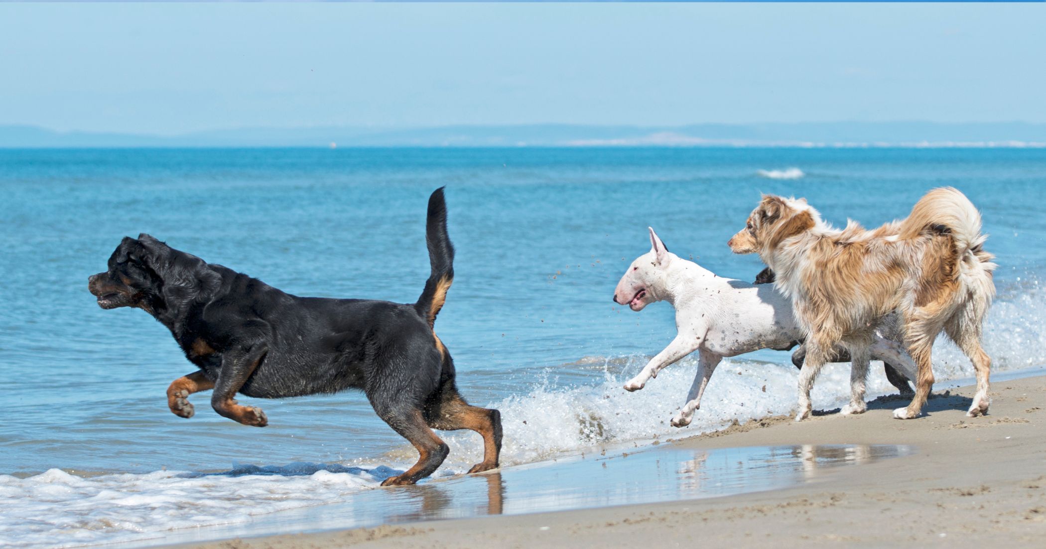 Destinos para viajar con sus mascotas