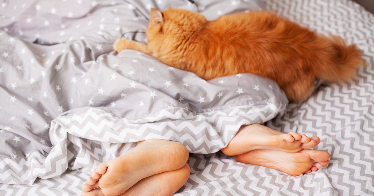 La increíble razón por la que su gato duerme a sus pies