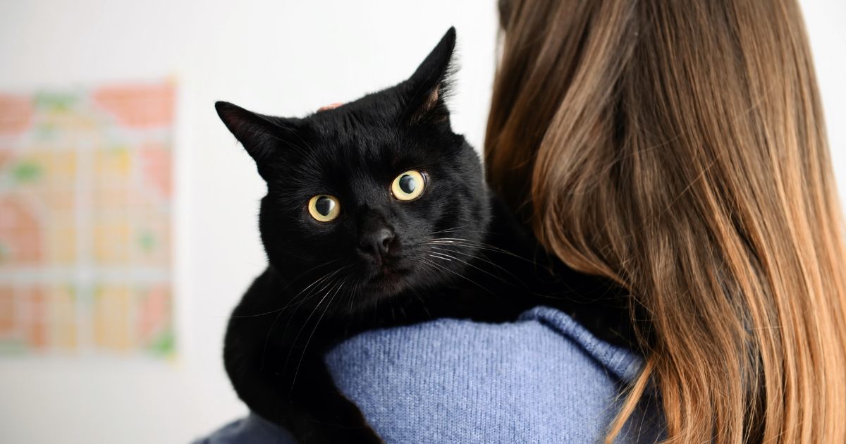 Estas son las señales para saber si un gato tiene dependencia a su dueño