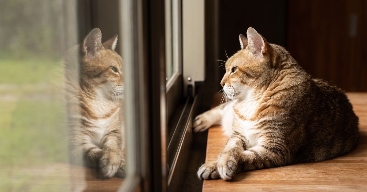 ¿Los gatos no son tan independientes? Conozca cuánto tiempo puede dejarlos solos