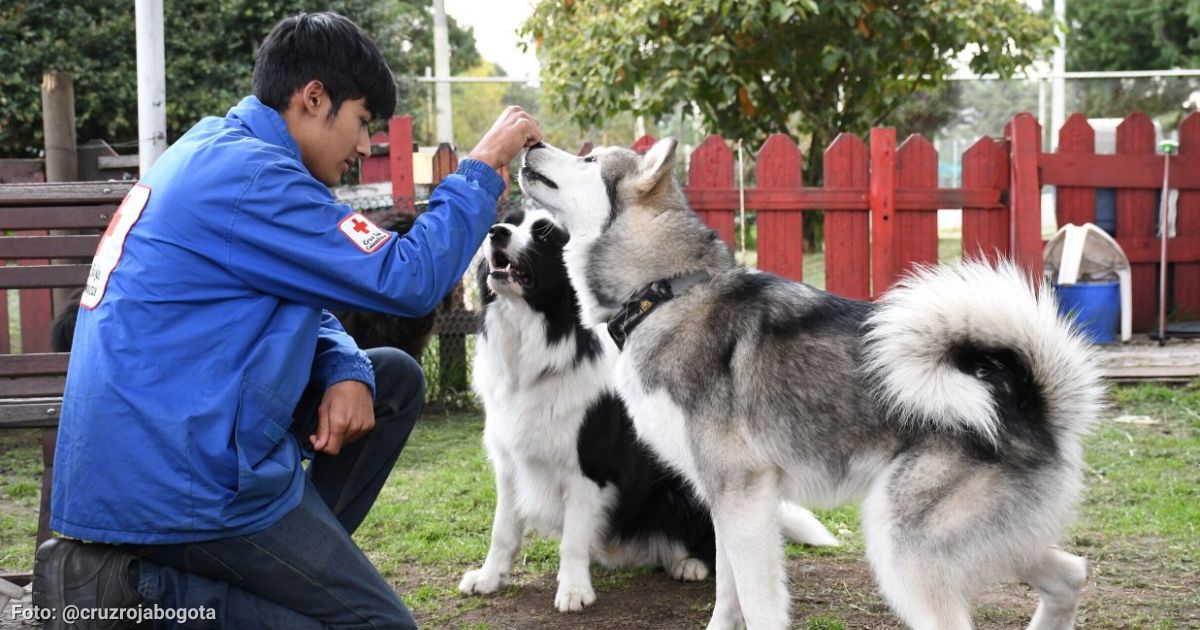 Así es la guardería para perros de la Cruz Roja; tiene servicio de veterinaria y espacios para jugar