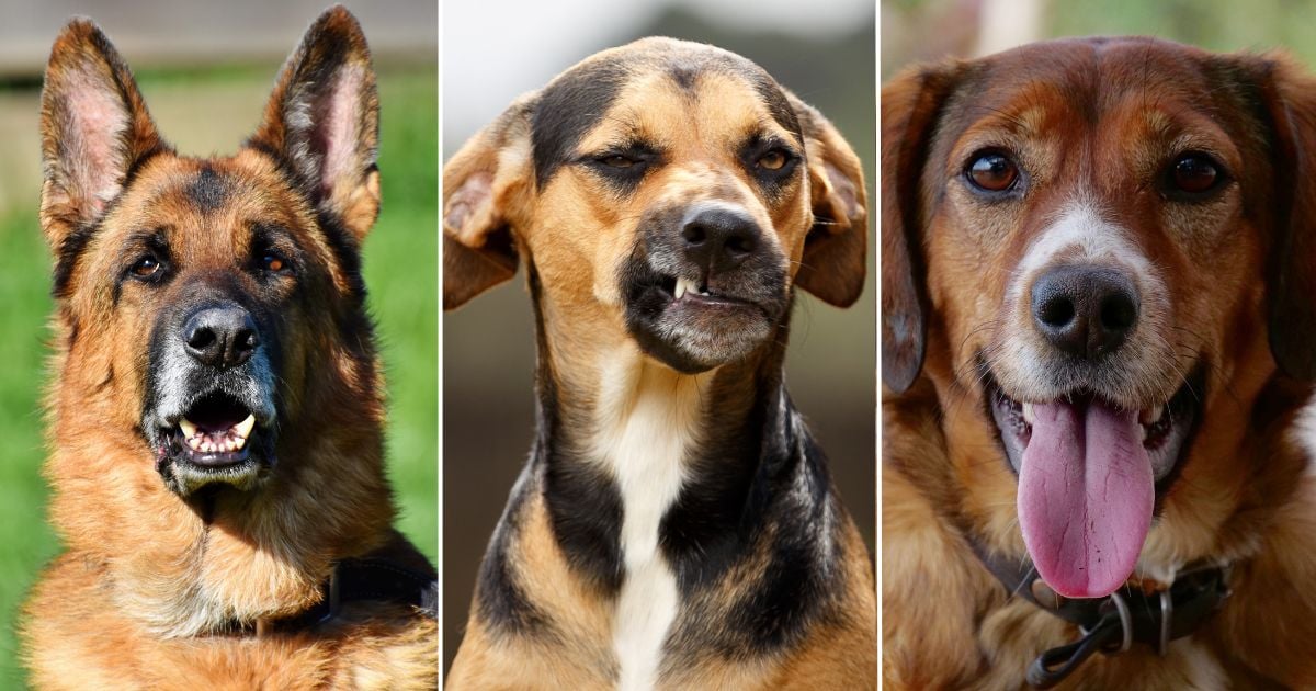 Los tres datos que no sabía sobre su perro que lo harán verlo diferente