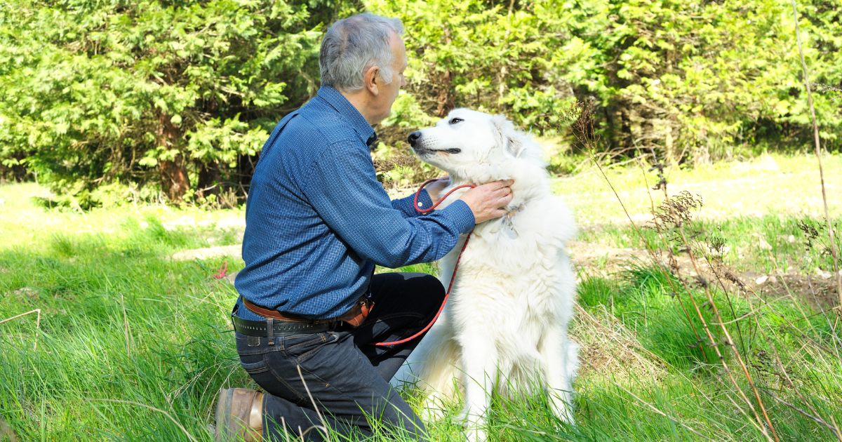 Cuando usted está estresado puede afectar a sus perros y estas son las razones