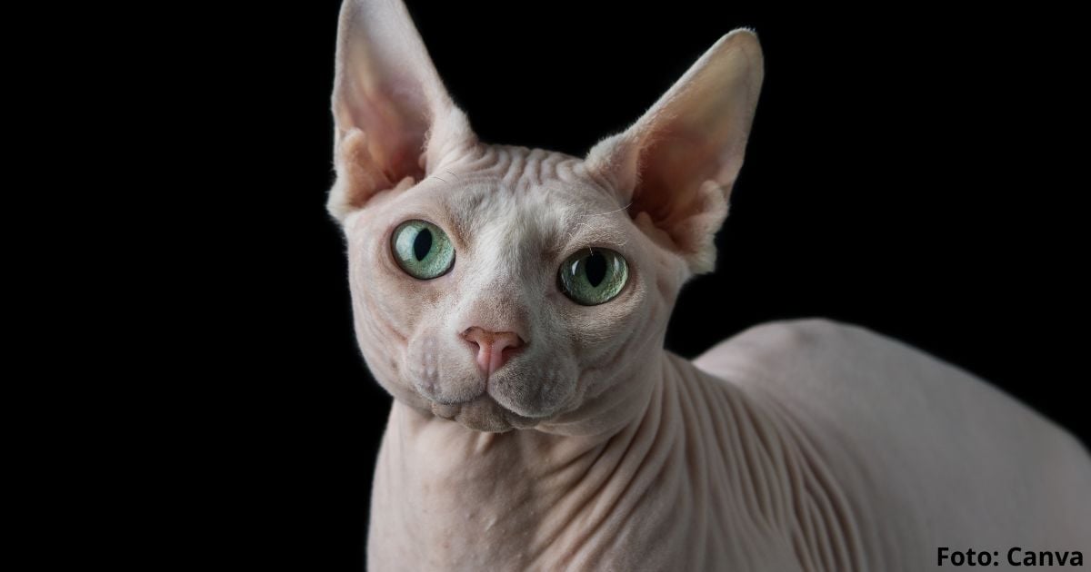 raza de gato más fea