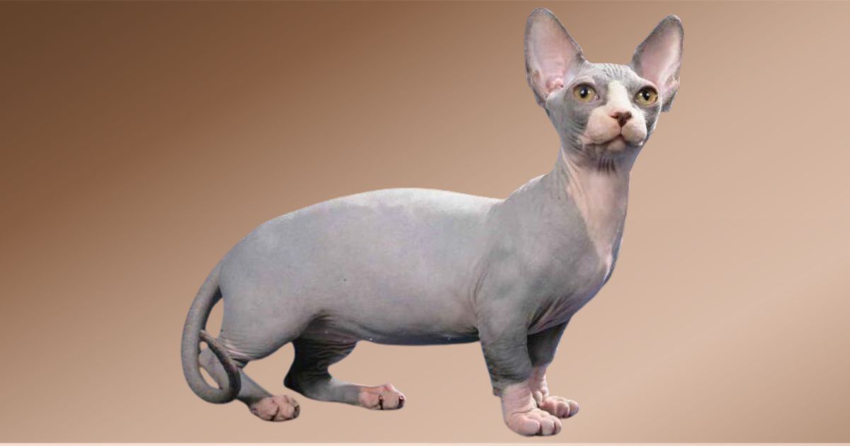 raza de gato más fea