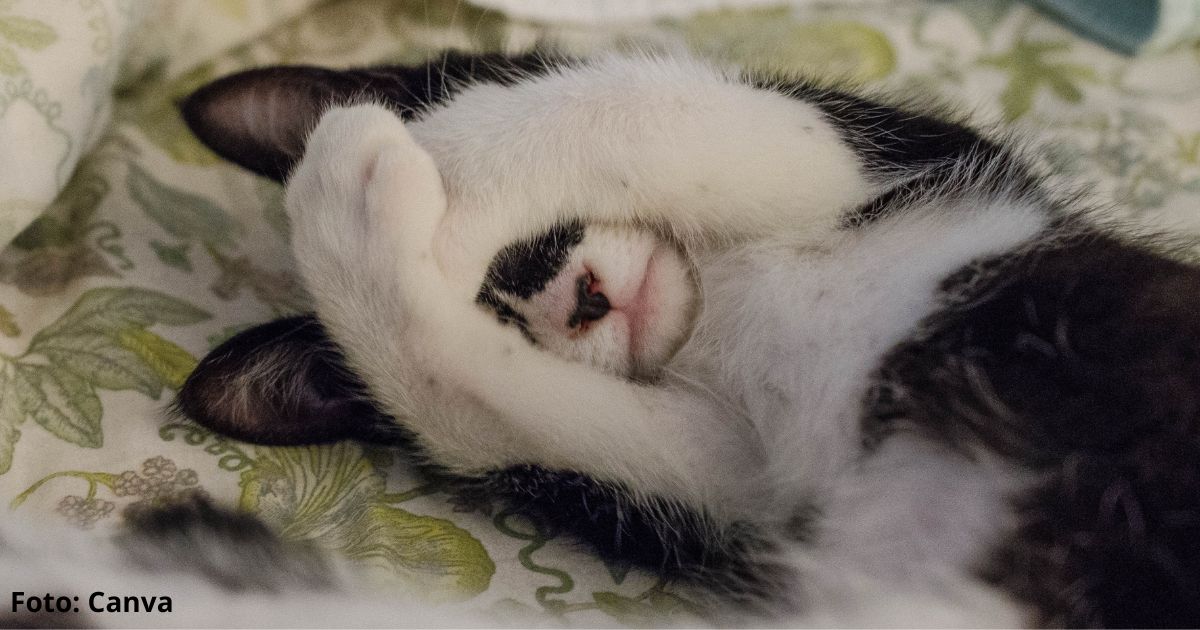 Esta es la raza de gato más fea del mundo según la IA; es muy popular