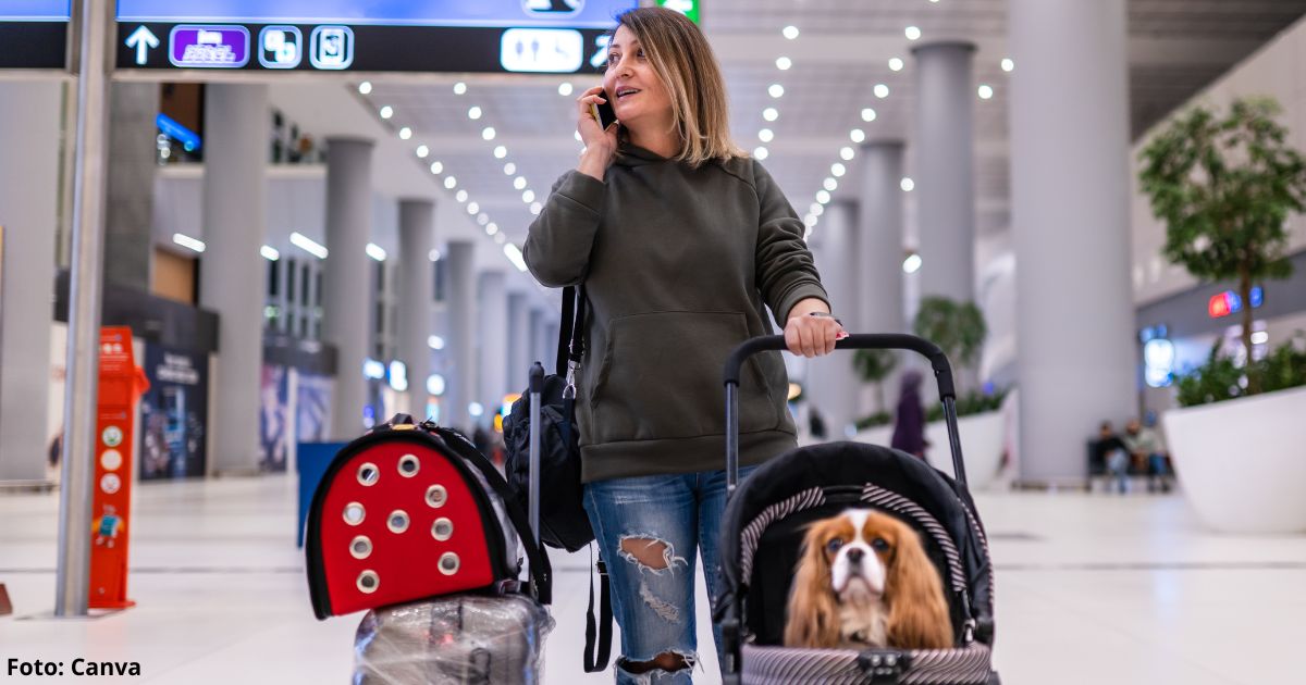 Estos son los nuevos requisitos para viajar con su mascota a EE.UU.; son varios