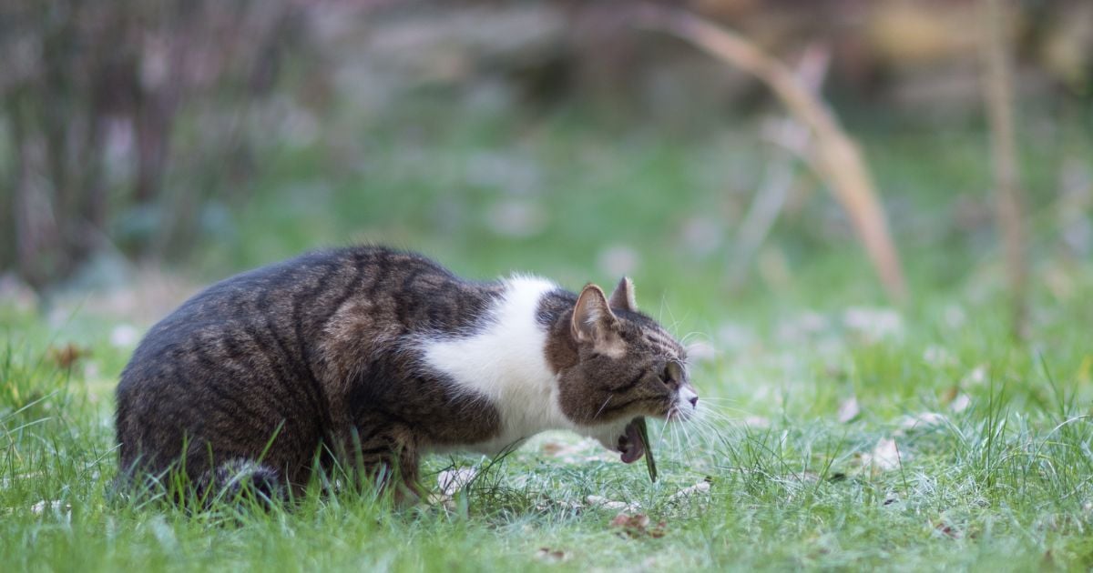 ¿Cuándo es normal el vómito de un gato y cuándo hay que preocuparse? Esto dicen los expertos