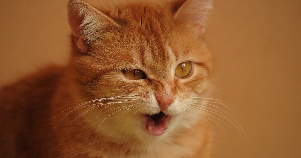 día mundial del gato