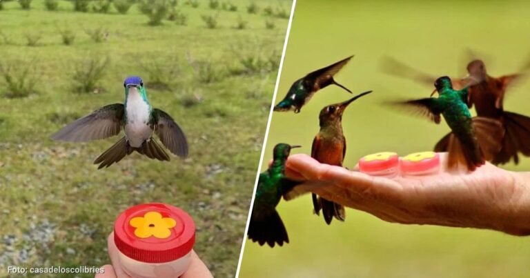 Casa de los colibríes - Este es el santuario de colibríes en Antioquia para disfrutar de las aves y la naturaleza