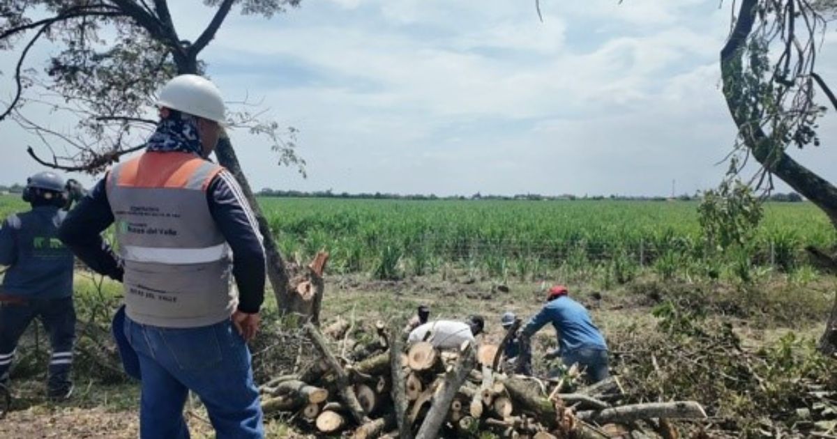 Tala de samanes desata furia antes de la COP16