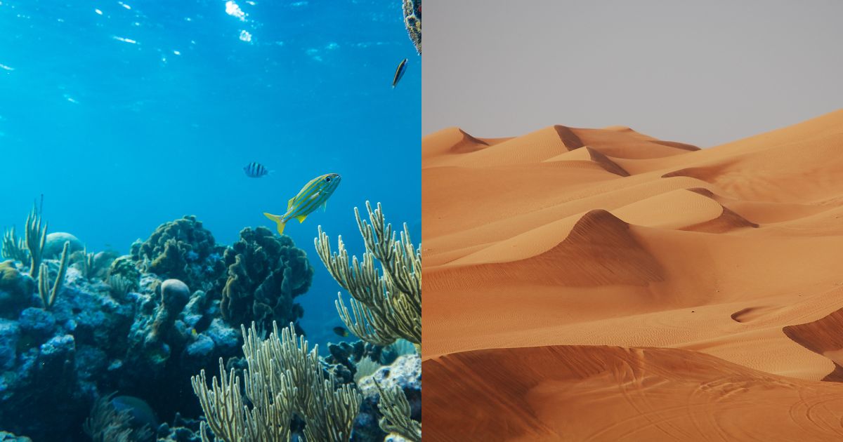 Cátulo y el amparo del caserón