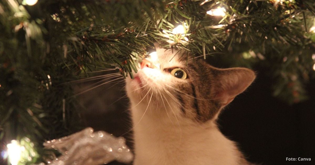 Esta es la razón por las que su gato ataca su árbol de navidad; así lo soluciona - -- Las2orillas gato ataca su árbol de navidad