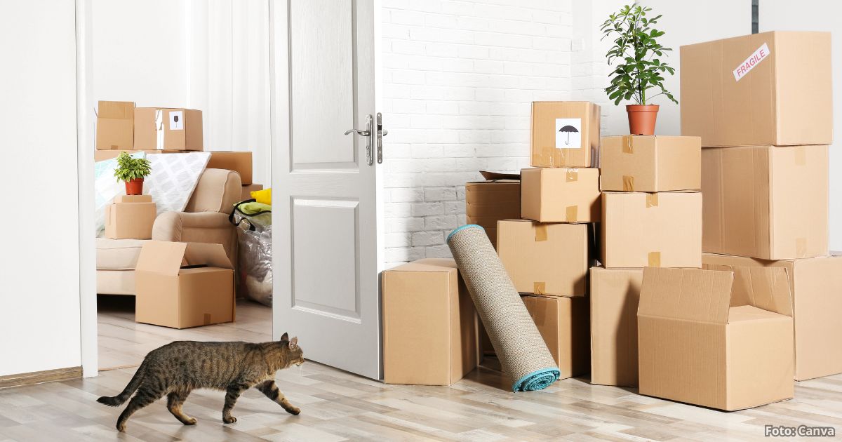 Trastearse estresa a los gatos: así debe prepararlos para evitarle estrés y malestar