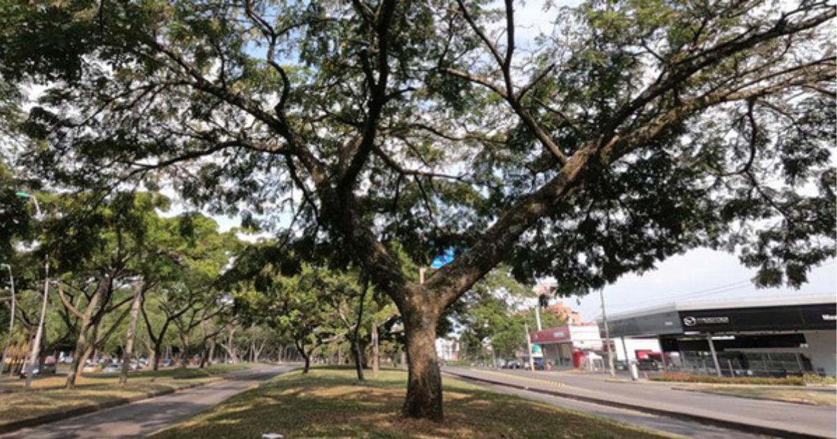¿Por qué Cali es una ciudad que no es amigable con el medio ambiente?
