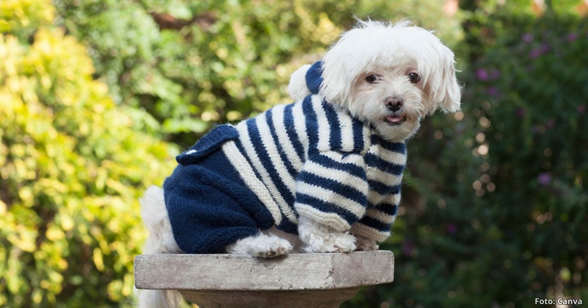 Las marcas de ropa para perros que son un lujo y le cuestan más que las humanas