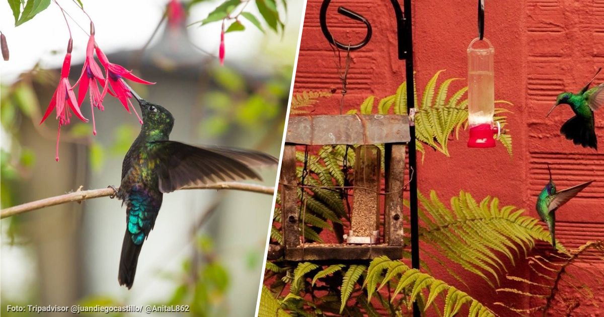 El lugar a una hora de Bogotá para conocer hasta 14 especies de Colibríes