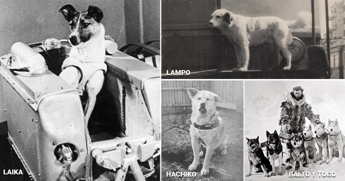 Estos son los 7 perros que han hecho historia a nivel mundial