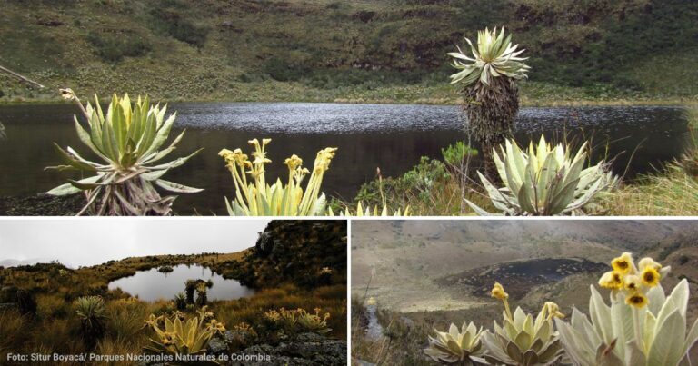 Páramo de Iguaque - Cuánto le cuesta conocer el hermoso Páramo de Iguaque, un santuario natural de Boyacá