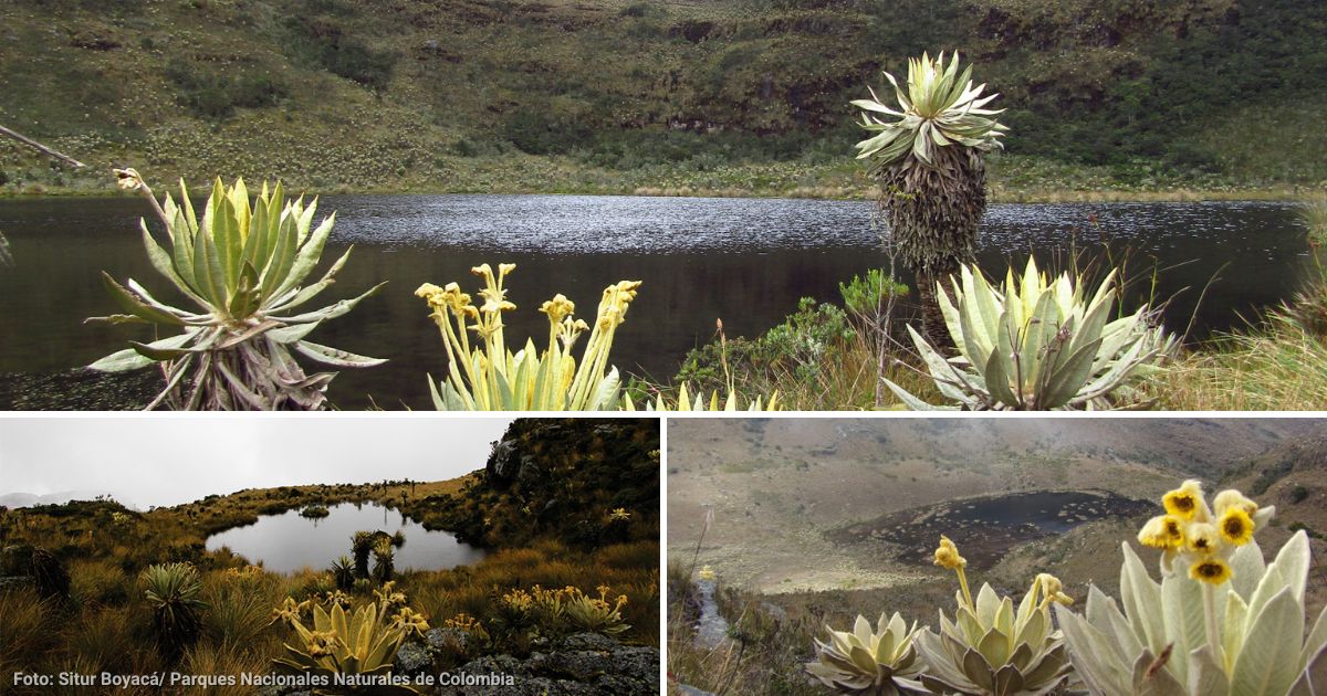 Cuánto le cuesta conocer el hermoso Páramo de Iguaque, un santuario natural de Boyacá