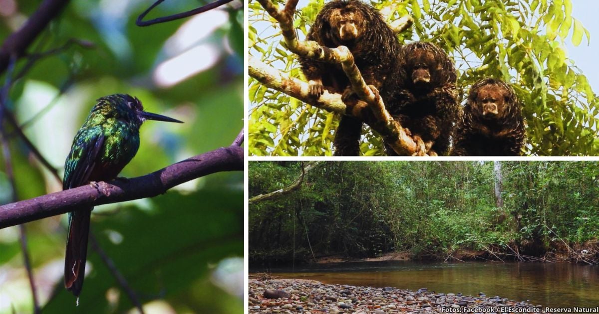 La reserva natural en Putumayo para hacer avistamiento de aves, senderismo y conexión con la naturaleza