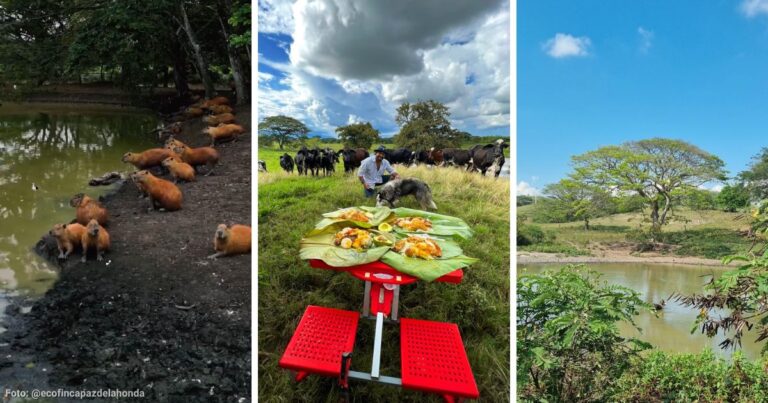 Zarzal Valle del Cauca - El destino para conocer chigüiros que no queda en los llanos orientales; es un paraíso natural