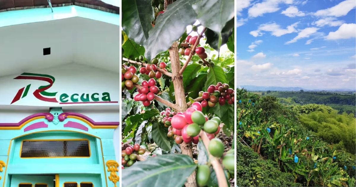 El parque en el Quindío para vivir la experiencia de ser cafetero por un día por solo $50 mil