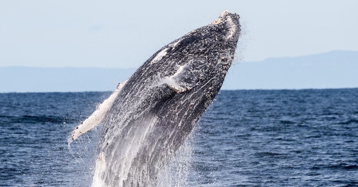  ballenas más grandes del mundo
