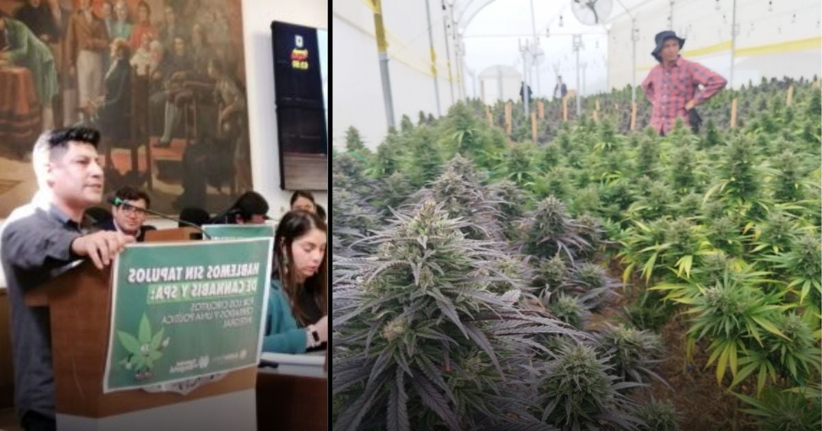 Así se lleva la lucha por desestigmatizar la marihuana y convertirla en industria colombiana