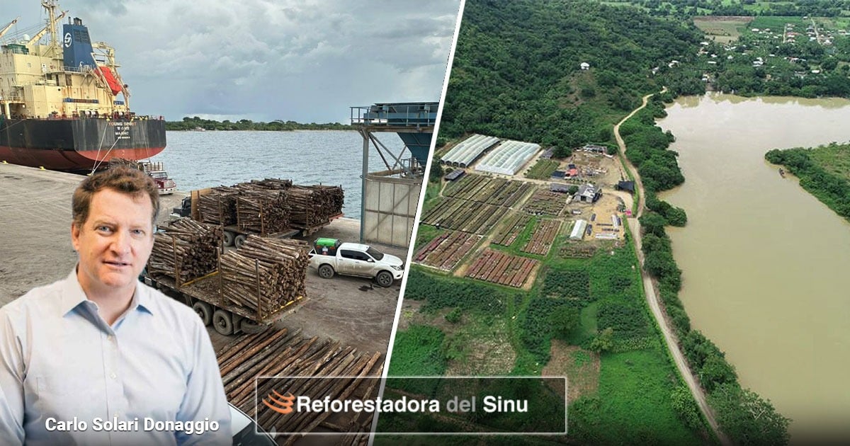 El negocio de los dueños de Falabella con la Reforestadora del Sinú, exportando madera desde Tolú