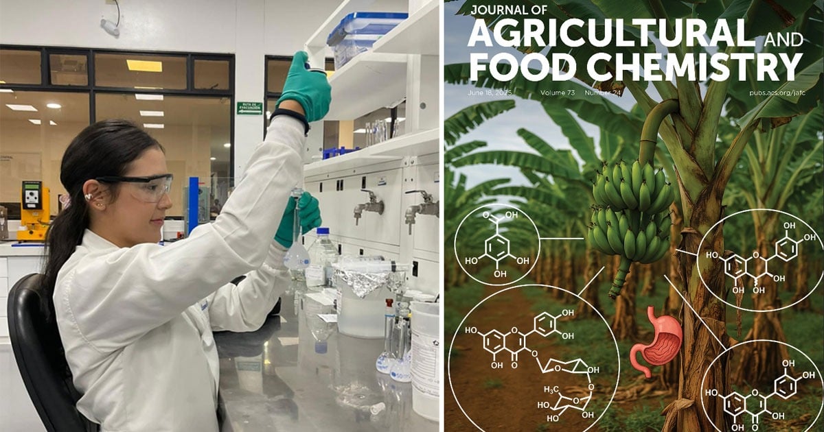 El banano y su cáscara, la cura natural contra las úlceras gástricas hallada por la Universidad Icesi