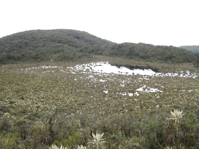  - La reforma agraria de Petro está llevando a campesinos a cultivar en los parques naturales