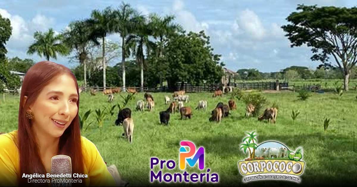 El departamento de Córdoba se convirtió en el gran productor de coco de Colombia