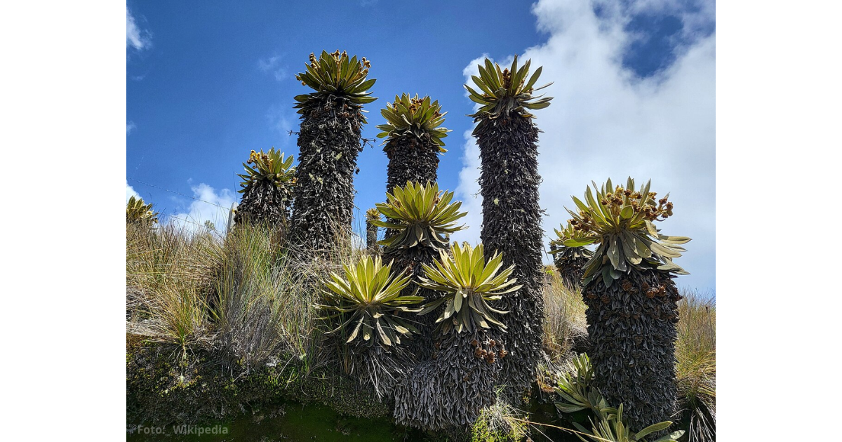  - Siete destinos para explorar la Cordillera de los Andes y sus maravillas naturales