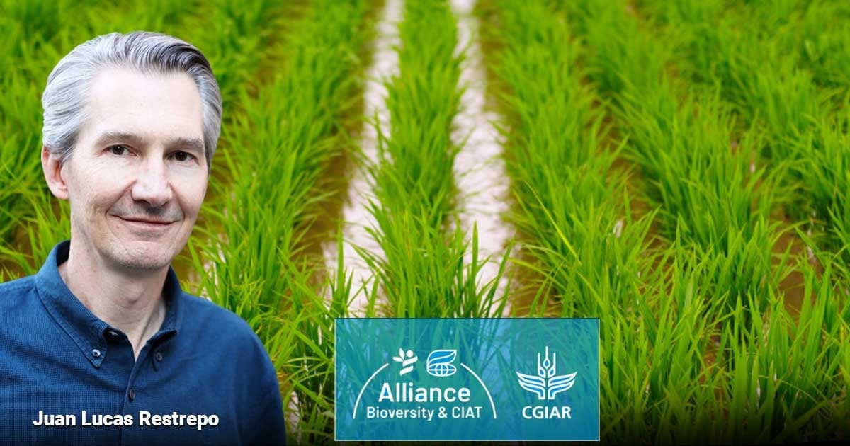 Científicos colombianos desarrollaron en el Valle del Cauca una nueva variedad de arroz más resistente