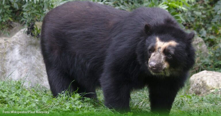  - Los tres páramos de Colombia donde podrá ver osos de anteojos