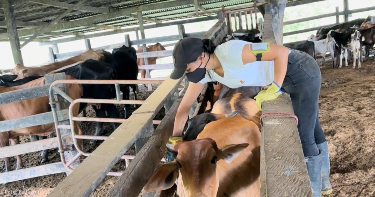 La estrategia de Fedegán para lograr vacunar 30 millones de bovinos y búfalos en todo el país - -- Las2orillas La estrategia de Fedegán para lograr vacunar 30 millones de bovinos y búfalos en todo el país