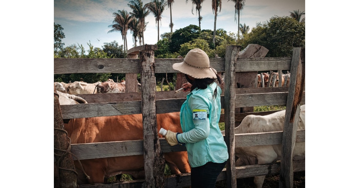 La estrategia de Fedegán para lograr vacunar 30 millones de bovinos y búfalos en todo el país - -- Las2orillas - La estrategia de Fedegán para lograr vacunar 30 millones de bovinos y búfalos en todo el país