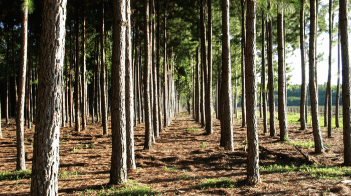Alejandro Santo Domingo corona con su inversión de energía renovable en el Casanare - -- Las2orillas - Alejandro Santo Domingo corona con su inversión de energía renovable en el Casanare