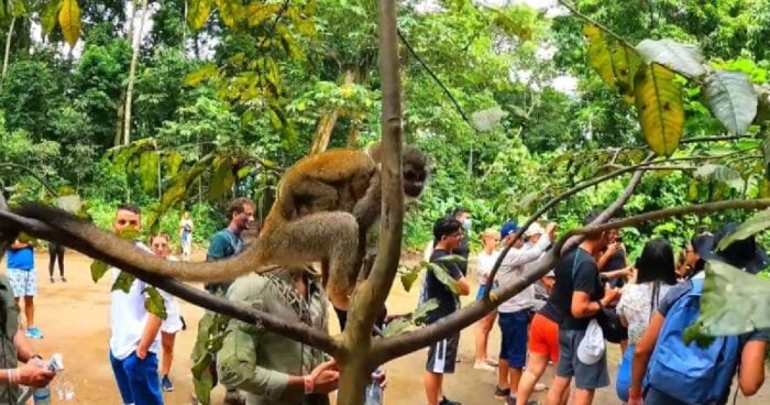 El negociazo de Decameron de los Santo Domingo con la Isla de los Micos en el Amazonas - -- Las2orillas - El negociazo de Decameron de los Santo Domingo con la Isla de los Micos en el Amazonas