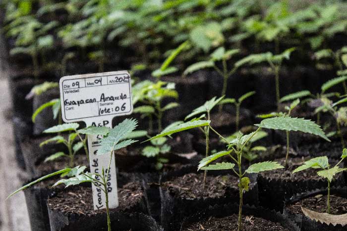 Así es como están cambiando la manera de sacar las esmeraldas de las minas de Muzo - -- Las2orillas - Así es como están cambiando la manera de sacar las esmeraldas de las minas de Muzo