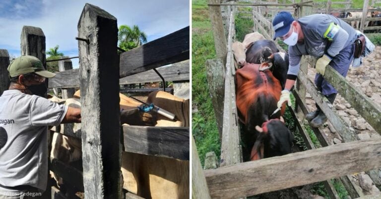 Fedegan - La estrategia de Fedegán para lograr vacunar 30 millones de bovinos y búfalos en todo el país