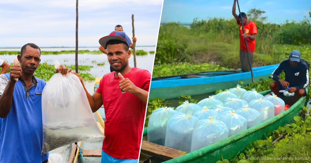 El plan en el Bolívar para que los pescadores artesanales vuelvan a vivir del río