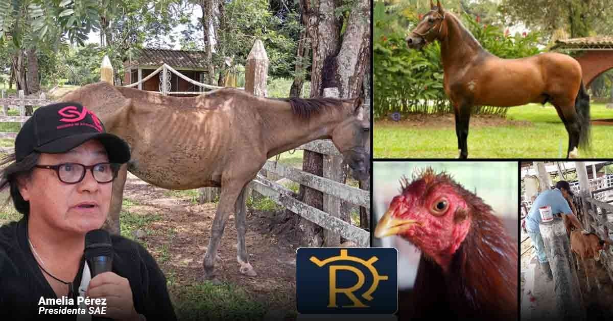 Los 5 mil millones que vale cuidar los valiosos animales incautados a los narcos en poder de la SAE