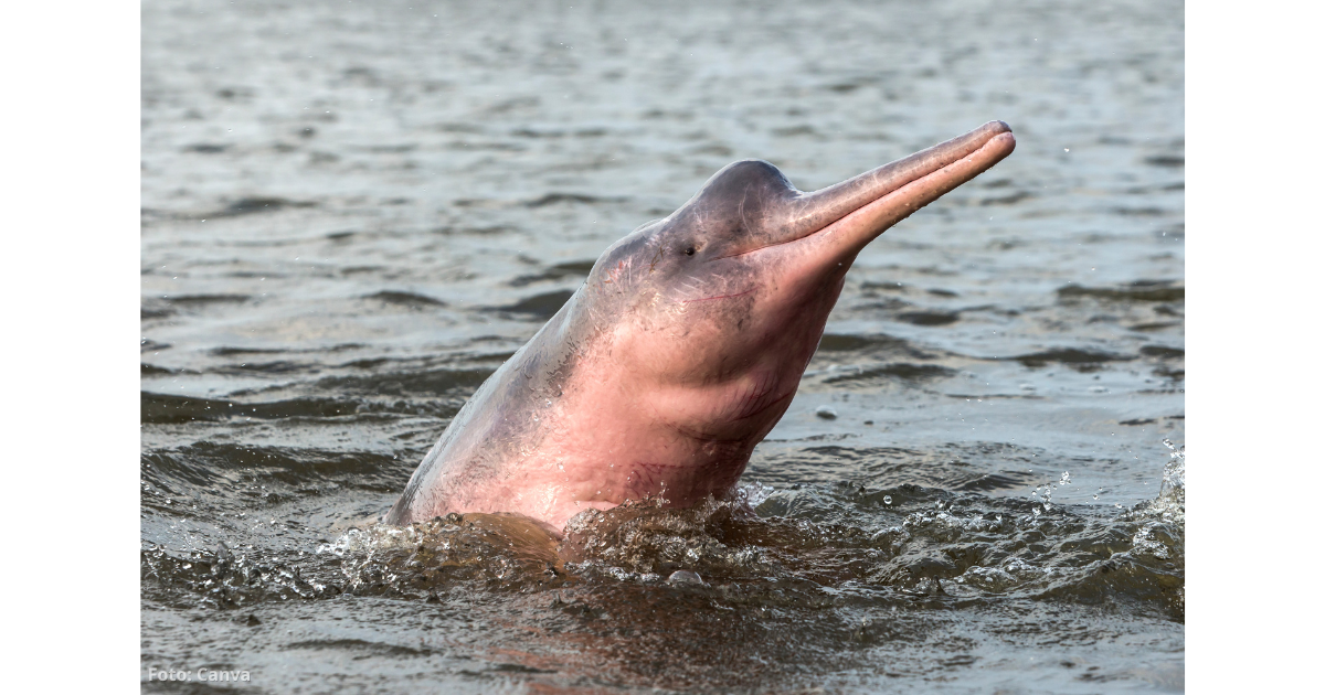  - El lugar más cerca de Bogotá para ver delfines rosados durante todo el año