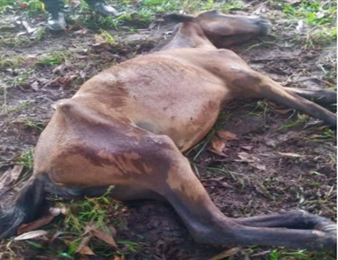  - Los 5 mil millones que vale cuidar los valiosos animales incautados a los narcos en poder de la SAE