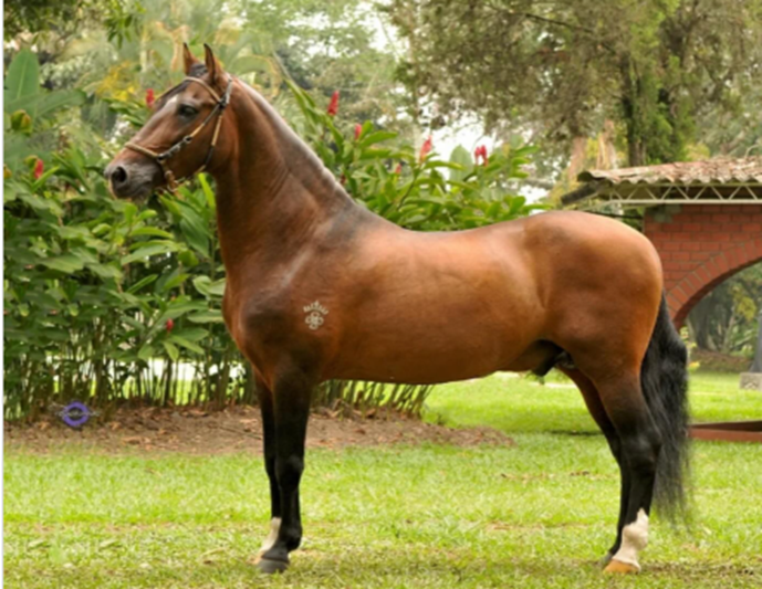  - Los 5 mil millones que vale cuidar los valiosos animales incautados a los narcos en poder de la SAE