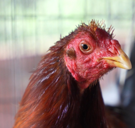  - Los 5 mil millones que vale cuidar los valiosos animales incautados a los narcos en poder de la SAE