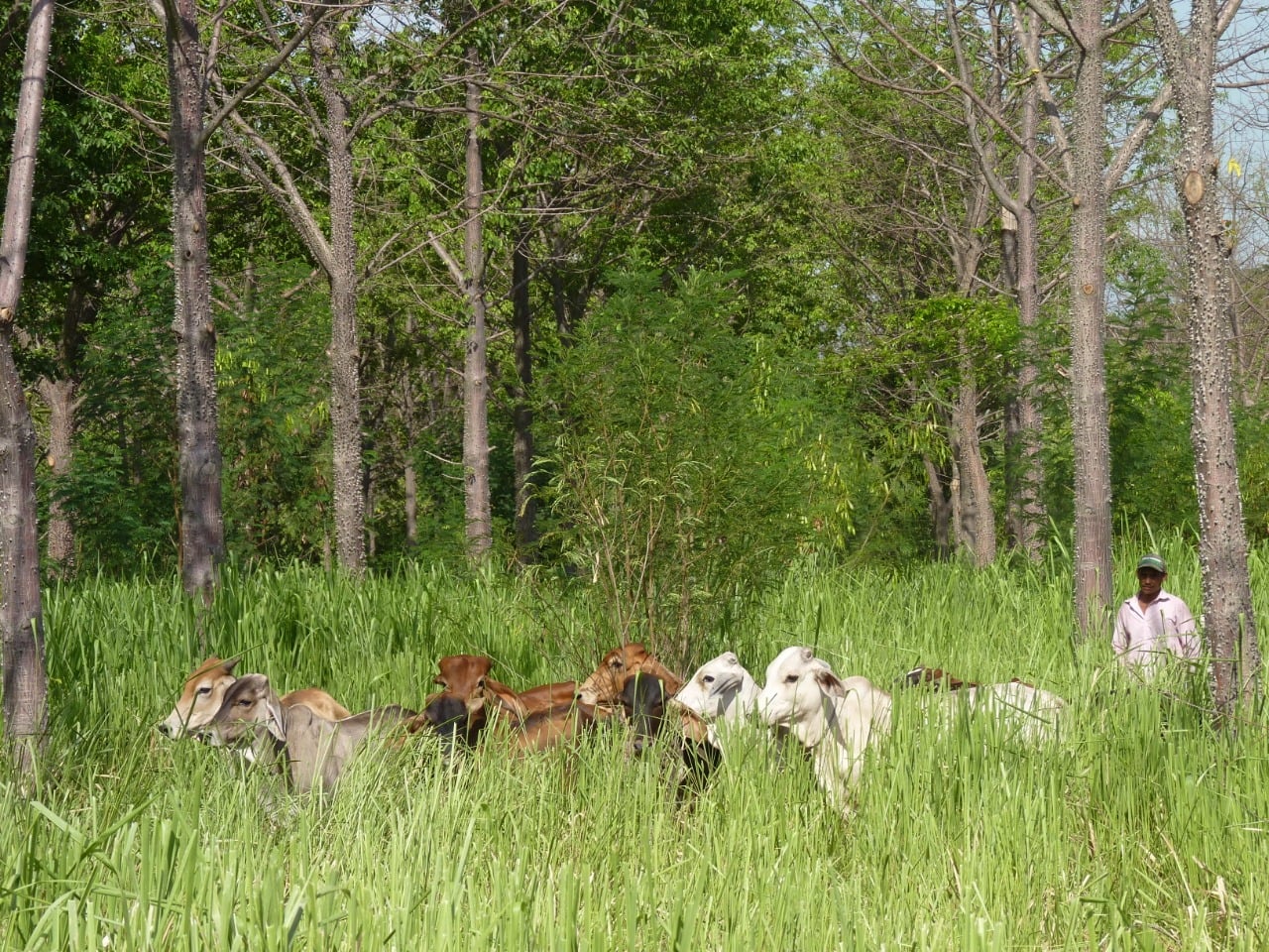 Las apuestas del gremio ganadero para frenar la deforestación en la Amazonía - -- Las2orillas deforestación ganadería